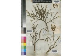 Image result for Viscaceae