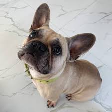 Moya Upitannaya Dogoftheday Francuz Lovepuppies Frenchbulldog Francuzskijbuldog Frenchie Osen Bi Sleeping Dogs Dog Shedding Dog Background