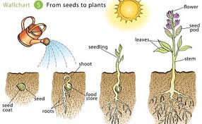 They can then use this food to grow. Do You Know These Basic Information About Plants