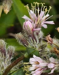 Image result for Bothriocline quercifolia