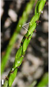 Image result for Digitaria eylesii