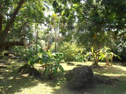 Le Jardin Tropical Des Gites Les Manguiers Chez Marie Et Fred Jardin Tropical Jardins Tropical