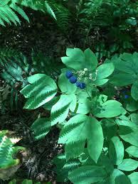 Image result for Blue Cohosh