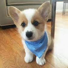 Cute Corgi Pup Do You Love Cute Dogs Like This Follow Our Petsdope Pinterest Account To See Other Cute Pe Cute Corgi Puppy Cute Dogs Welsh Corgi Puppies