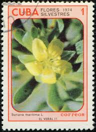 Image result for Suriana