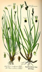 Image result for Carex johnstonii
