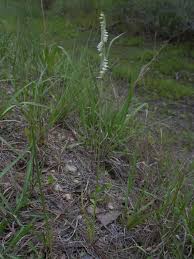 Image result for Trigonella laciniata