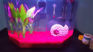 How I Feed My Betta Fish And Neon Tetras Youtube