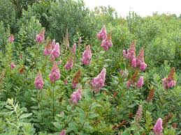 Image result for Spiraea douglasii