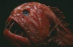 We did not find results for: Jenis Ikan Laut Dalam Stargazer Anglerfish Lentera Fangtooth