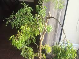 Check spelling or type a new query. Fine Leaf Japanese Maple Indoors