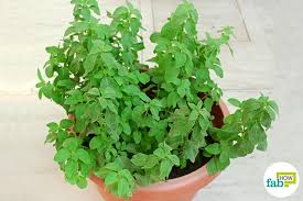 This seed gives a consistent peppermint plant that has the classic thin leaves and bright taste. How To Grow Peppermint In A Pot Fab How