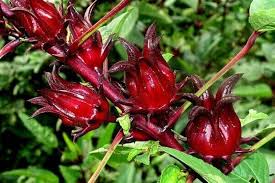 Image result for Hibiscus barbosae