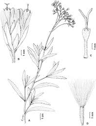 Image result for Stomatanthes sp.no.1