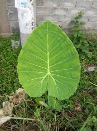 Check spelling or type a new query. File Daun Talas Jpg Wikimedia Commons