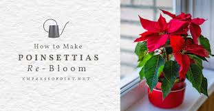 Get growing with gary heilig. How To Make Poinsettias Rebloom As Houseplants