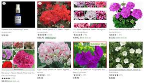 Geranium seeds are a lot cheaper to buy than the cultivated plants in the. Top 40 Online Stores For Buying Geranium Plants And Seeds Garden Tabs