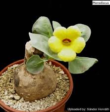 Image result for Pterodiscus elliottii