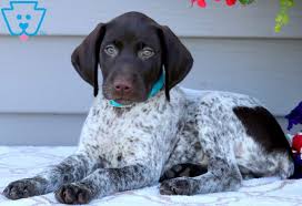 The typical poodle german shorthair pointer mix might possess a wide range of characteristics. Patches German Shorthaired Pointer Puppy For Sale Keystone Puppies