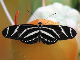 Black And White Striped Butterfly Uk 04 Beautiful Black And White Striped Butterfly Butterfly Room Butterflies Flying Butterfly