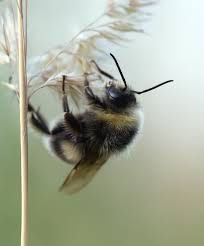 Image result for Bombus semenoviellus