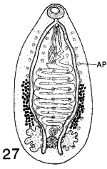 Image result for Dignathia