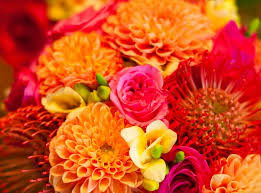 Wedding bouquet, dahlia burgundy bouquet, wedding flower bouquet, deep red wedding bouquet serenlty. Dahlias Orange Wedding Bouquets Fuchsia Bouquet Flower Flowers Nature Hd Wallpaper Peakpx
