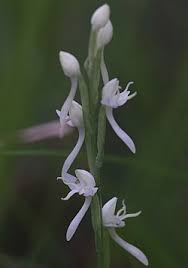 Image result for Habenaria tentaculigera