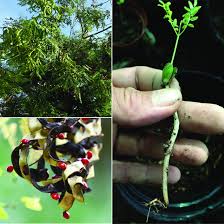 Image result for Eriosema nutans