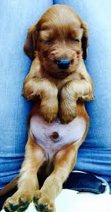 Puppy Irish Red Setter