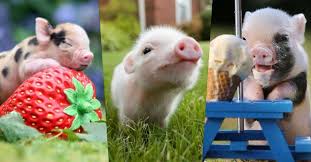 ผลการค้นหารูปภาพสำหรับ ลูก หมู น่า รัก