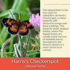 Image result for Asterochaete