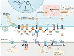 Image result for Adenosine