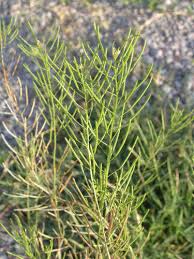 Image result for Wiesneria filifolia