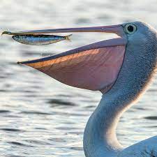 Pelicans are large birds with a big throat pouch which they use for fishing. Pelican The Bird With The Impressive Throat Pouch Cgtn