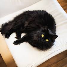 5 reasons why black cat breeds are