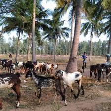 Male Goat Live Velladu 20 Kg Meat Rs 400 Kg K M Goat Farm Id 22152992830