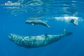 Jangan buru pausnya karena hewan dilindungi. Paus Sperma Foto Gambar