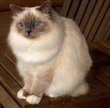 Birman Blue Point Kittens For Sale This Is Grand Champion Darina A Beautiful Blue Point Birman Owned By Julie Gaines Of Abirwood Birmans I Am Ho Cute Cats Photos Beautiful Cats Birman Kittens