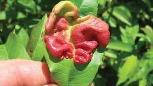 Conventional thought is that once the leaves are infected, there is nothing you can do to fix it during the season. Peach Leaf Curl Is One Scary Disease Growing Produce