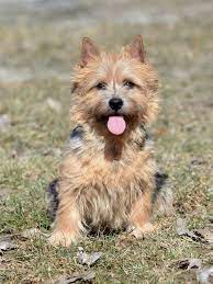 They come in various colors, including red, tan, grizzle, black and tan, and wheaten. Norwich Terrier 2019 Charakter Wesen Hunde Fan De