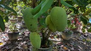 Teh merah thailand atau teh pekoe hitam atau oranye biasa (reguler. 3ft Pokok Mangga Mas Hitam Black Gold Grafting Shopee Malaysia