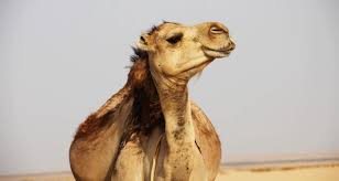 We are an award winning business operated from noosa's north shore, noosa heads, on queensland's sunshine coast. Vegan Experts Slam Camel Milk Trend As Unnatural And Cruel