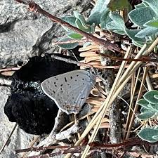 Image result for Loxodera bovonei