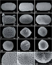 Image result for Impatiens runssorensis