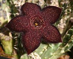 Image result for Tridentea marientalensis