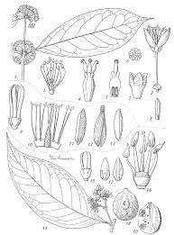 Image result for Aneulophus africanus