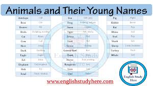 Animals And Their Young Names English Study Ways To Say Said Learn English Words