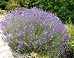 Image result for Lavandula