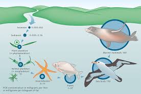 The great white shark is at the top of the ocean food chain. Organic Pollutants World Ocean Review